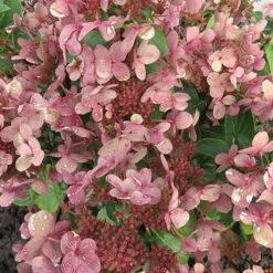 Hydrangea Paniculata 'Polestar' (R) -Garden Centre Store 511017 3