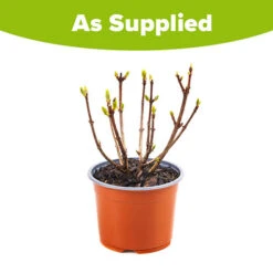 Hydrangea Paniculata 'Polestar' (R) -Garden Centre Store 511017 4