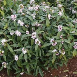 Daphne 'Perfume Princess' -Garden Centre Store 511038 2