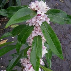 Daphne 'Perfume Princess' -Garden Centre Store 511038 4