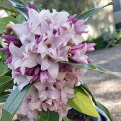Daphne 'Perfume Princess' -Garden Centre Store 511038 5