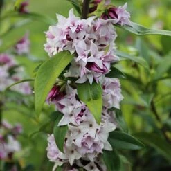 Daphne 'Perfume Princess' -Garden Centre Store 511038 6