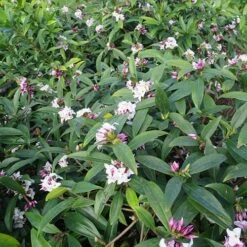 Daphne 'Perfume Princess' -Garden Centre Store 511038 7
