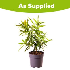 Daphne 'Perfume Princess' -Garden Centre Store 511038 8