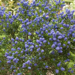 Ceanothus Thyrsiflorus