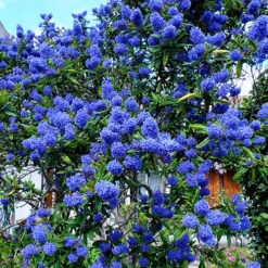 Ceanothus Thyrsiflorus -Garden Centre Store 511039 2