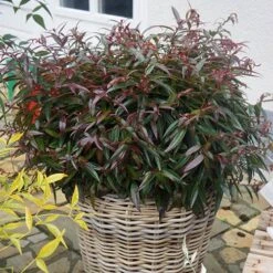 Leucothoe 'Burning Love' -Garden Centre Store 511058 2