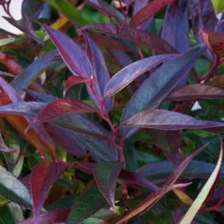 Leucothoe 'Burning Love' -Garden Centre Store 511058 3