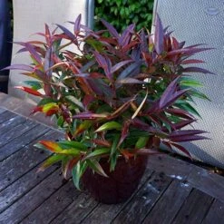 Leucothoe 'Burning Love' -Garden Centre Store 511058 4
