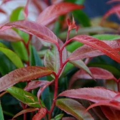 Leucothoe 'Burning Love' -Garden Centre Store 511058 5