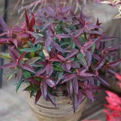 Leucothoe 'Burning Love' -Garden Centre Store 511058 6
