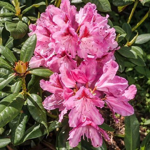 Rhododendron Cosmopolitan 2 Rhododendron Cosmopolitan - Image 2