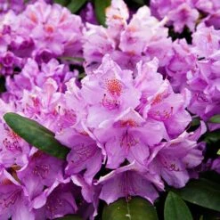 Rhododendron 'Marcel Menard'