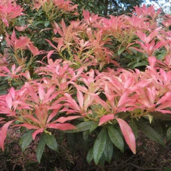 Pieris Collection 9 Pieris Collection -Garden Centre Store 511126 2