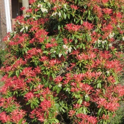 Pieris Collection 12 Pieris Collection -Garden Centre Store 511126 5