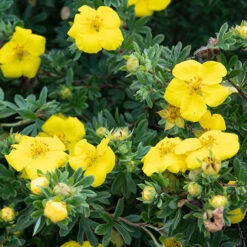 Potentilla Collection -Garden Centre Store 511139 2