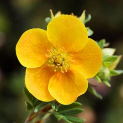 Potentilla Collection -Garden Centre Store 511139 3