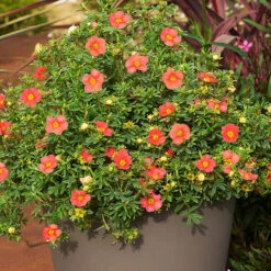 Potentilla Collection -Garden Centre Store 511139 4