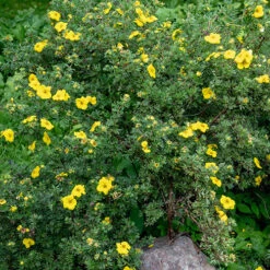 Potentilla Collection -Garden Centre Store 511139 5