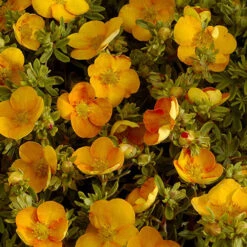Potentilla Collection -Garden Centre Store 511139 6