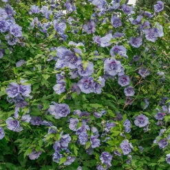 Double Flowered 'Chiffon' Hibiscus Collection 11 Double Flowered 'Chiffon' Hibiscus Collection -Garden Centre Store 511167 4