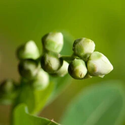 Exochorda Racemosa 'Niagara' -Garden Centre Store 511240 2