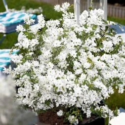 Exochorda Racemosa 'Niagara' -Garden Centre Store 511240 3