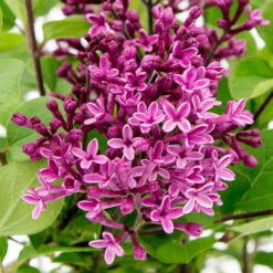 Syringa Bloomerang 'Dark Purple'
