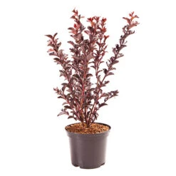 Lagerstroemia Indica 'Crimson Red Black Diamond' -Garden Centre Store 511250 3