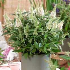 Buddleia Davidii 'Butterfly Candy' Collection 9cm X3 -Garden Centre Store 511286 3