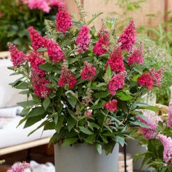 Buddleia Davidii 'Butterfly Candy' Collection 9cm X3 -Garden Centre Store 511286 4