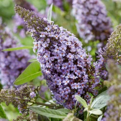 Buddleia Davidii 'Butterfly Candy' Collection 9cm X3 -Garden Centre Store 511286 5