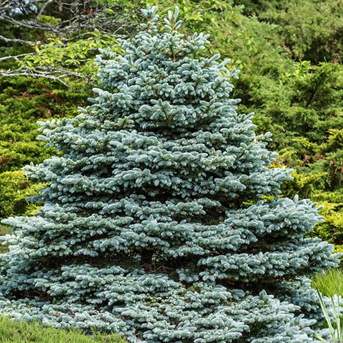 Picea Pungens 'Super Blue' 1 Picea Pungens 'Super Blue'