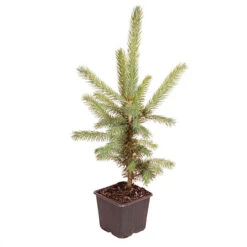 Picea Pungens 'Super Blue' 6 Picea Pungens 'Super Blue' -Garden Centre Store 511304 2