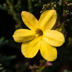 Winter Jasmine 'Jasminum Nudiflorum' -Garden Centre Store 511331 2