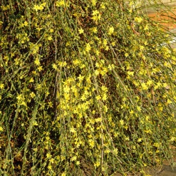 Winter Jasmine 'Jasminum Nudiflorum' -Garden Centre Store 511331 3