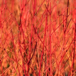 Cornus 'Midwinter Fire'