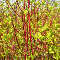 Cornus 'Midwinter Fire' -Garden Centre Store 511360 2