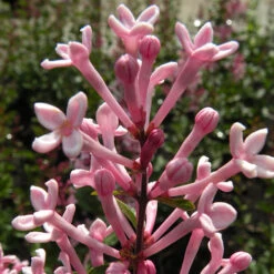 Syringa 'Boomerang Pink Perfume' In A 13cm Pot -Garden Centre Store 511362 2