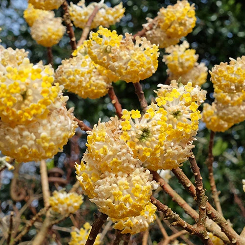 Edgeworthia Chrysantha Grandiflora 'Paper Bush' 3L 1 Edgeworthia Chrysantha Grandiflora 'Paper Bush' 3L