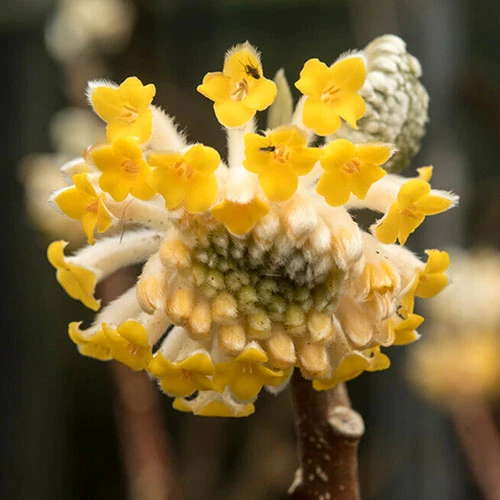 Edgeworthia Chrysantha Grandiflora 'Paper Bush' 3L 2 Edgeworthia Chrysantha Grandiflora 'Paper Bush' 3L - Image 2