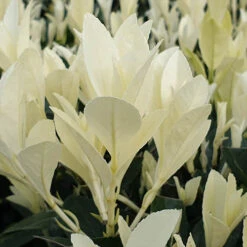 Euonymus 'Himalaya' -Garden Centre Store 511383 3