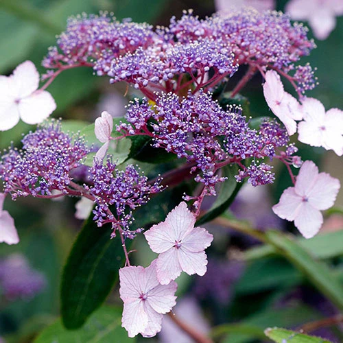 Hydrangea Villosa Velvet And Lace 1 Hydrangea Villosa Velvet And Lace