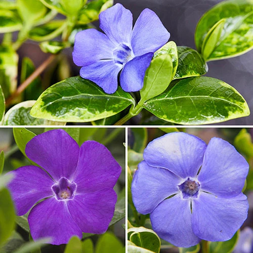 Vinca Collection 1 Vinca Collection