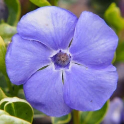 Vinca Collection 8 Vinca Collection -Garden Centre Store 511467 3