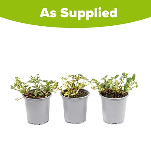 Vinca Collection 5 Vinca Collection - Image 5