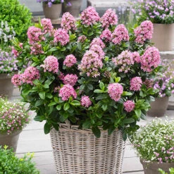 Flowering Shrub Collection Set Of 3 -Garden Centre Store 511486 2