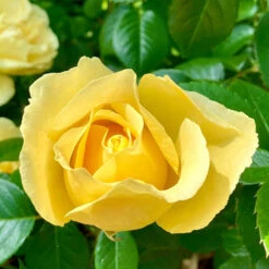Gift Rose 'Golden Wedding' -Garden Centre Store 530002 2
