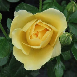 Gift Rose 'Golden Wedding' -Garden Centre Store 530002 3