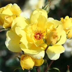 Climbing Rose Bare Root Collection -Garden Centre Store 530010 2